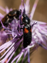 Divales bipustulatus