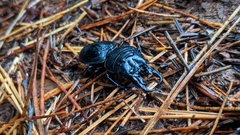 Pachyodontus languidus