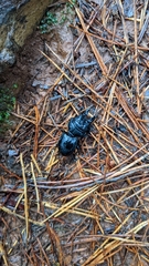 Pachyodontus languidus