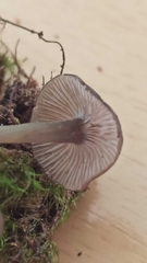 Hydropus marginellus