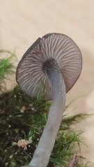 Hydropus marginellus