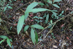 Calanthe arisanensis