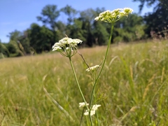Oenanthe peucedanifolia