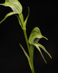 Pterostylis daintreana