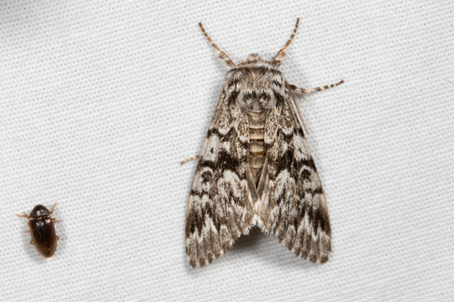 Panthea acronyctoides