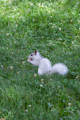 Eastern Gray Squirrel photographed in North Carolina
