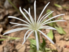 Silene nelsonii
