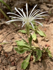 Silene nelsonii