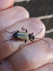 Trigonarthris subpubescens