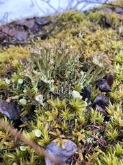 Cladonia amaurocraea