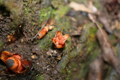 Mitrastemon yamamotoi