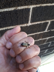 Trigonarthris subpubescens