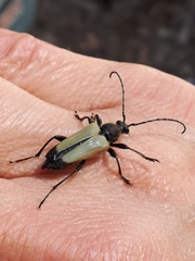 Trigonarthris subpubescens