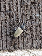 Trigonarthris subpubescens