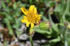 Arnica parryi