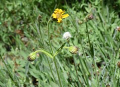 Arnica parryi