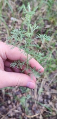 Artemisia pontica