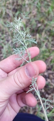 Artemisia pontica