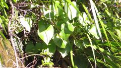 Brachyglottis turneri