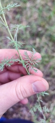 Artemisia pontica