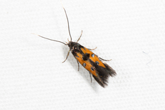 Chrysoclista linneella