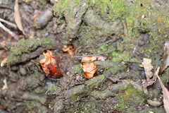 Mitrastemon yamamotoi