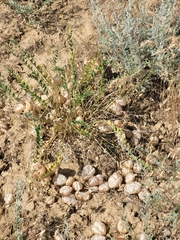 Astragalus physodes