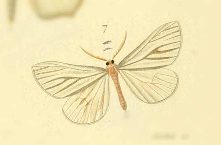 Macrosoma napiaria