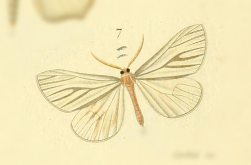 Macrosoma napiaria