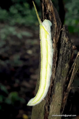 Polyptychus dentatus