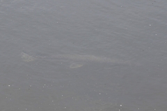 Lepisosteus