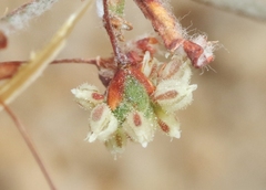 Eriogonum viridescens