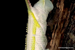 Polyptychus dentatus