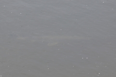 Lepisosteus