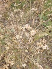 Astragalus physodes