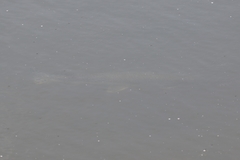 Lepisosteus