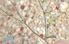 Eriogonum viridescens