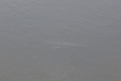 Lepisosteus
