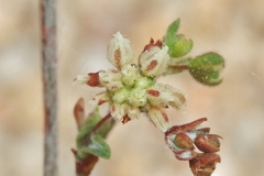 Eriogonum viridescens