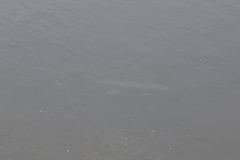 Lepisosteus