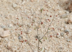 Eriogonum viridescens