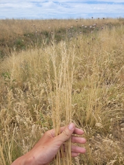 Stipa lessingiana
