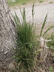 Poa eminens