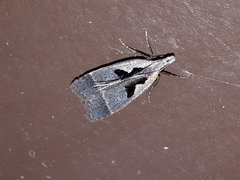 Dichomeris bilobella
