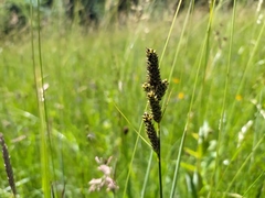 Carex hartmanii