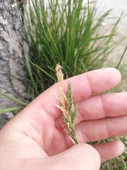 Poa eminens
