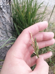 Poa eminens