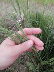Poa eminens