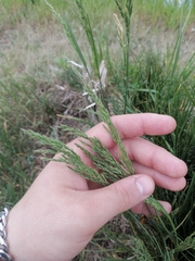 Poa eminens