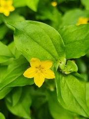 Lysimachia nemorum